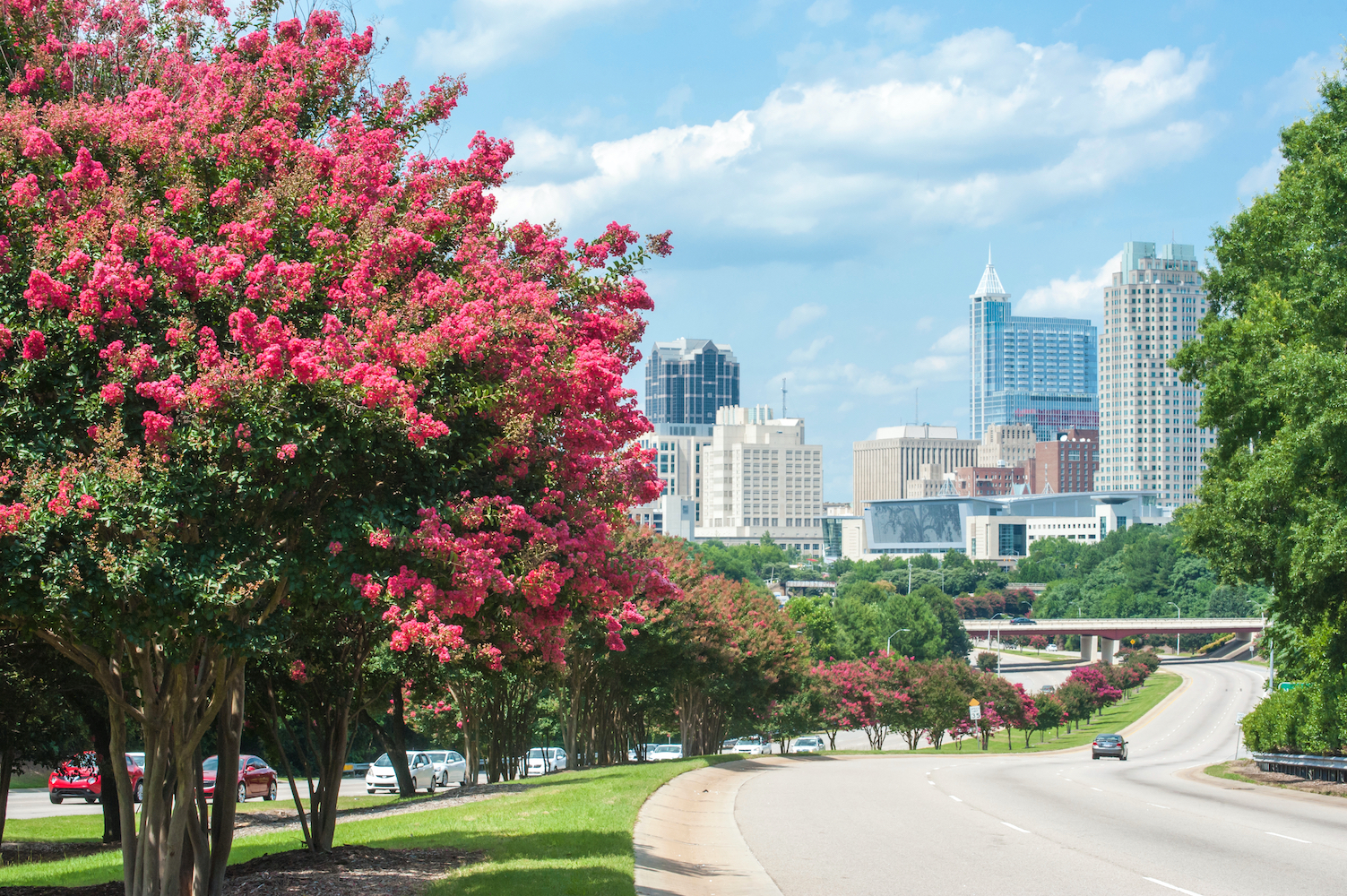 Raleigh skyline with flowering trees